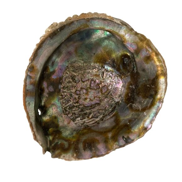 Iridescent Abalone Shell Natural Marine Specimen Collector Decor - Picture 2 of 7